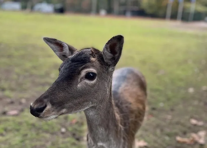 In Near Forest & Cycling Сasa de vacaciones