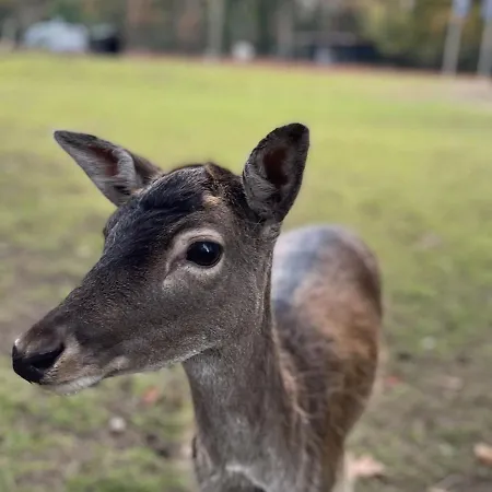 In Near Forest & Cycling Prázdninový dům